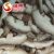 Import IQF Frozen Shiitake Mushroom whole / slices / 1/4 cuts /quarter from China