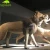 Import KANOSAUR0570 Remarkably Lifelike Moving Animatronic Life Size Lion from China