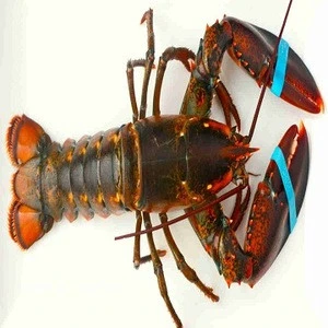 Live Lobsters / Frozen Lobster