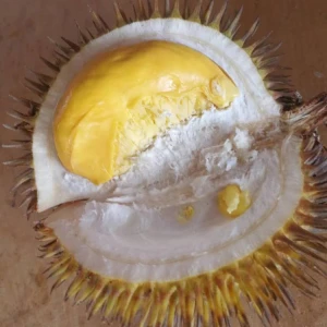 Malaysia Fresh Yellow Wild Durian Dalit