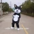 Import Mascot costume animal costume pet dog costume mascot for adults from China