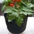 Import microgreen trays 35 gal hemp fiber bags cheap flower pots from China