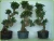Import natural plants artificial bonsai ginseng ficus with cocopeat Plastic cup &amp; leaves 50-100g from China