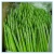 Import New arrival fresh IQF Frozen Green fresh Asparagus from China