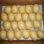 New Crop Chinese Fresh Ya Pear