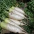 Import New crop fresh white health food radish available for export from United Kingdom