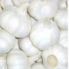 New Crops Fresh Garlic White Garlic