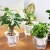 Import new design home and garden self watering planter plant pot plastic flower pot from China