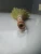 Import new product original Indonesian natural grass mini brush broom Unique design suitable for souvenirs from China