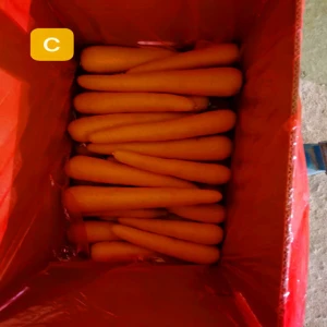 New season fresh carrots made in China vacuum pack fresh carrots fresh vegetables