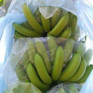 Premium Quality Fresh Cavendish Banana