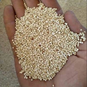 quinoa grain