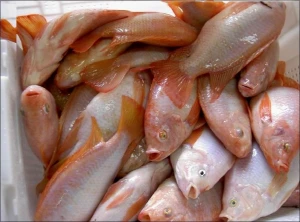 Rarm Raised fresh frozen whole round red tilapia