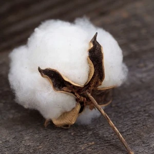 raw cotton Linter