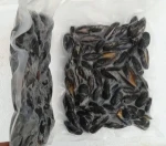 Russian  half shell mussel meat frozen shellfish