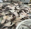 Seafood high quality frozen whole  Monkfish tail for EU with low price for sale