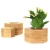 Import Solid wood flower or plant pot tray in Customized Accepted from China