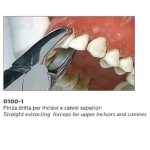 straight dental extracting forceps for upper incisors and canines made of high quality stainless steel by humantools pakistan