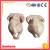 Import Supplier Frozen Whole Chicken from China
