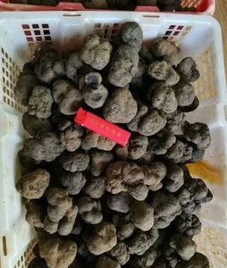 truffles mushroom price/fresh black truffle for sale