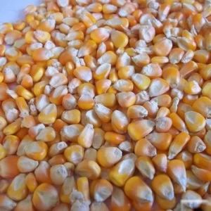White and Yellow Corn for Animal Feed