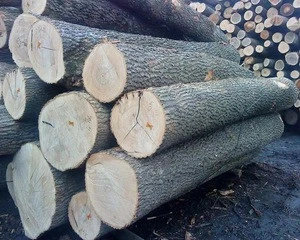 White ash logs available