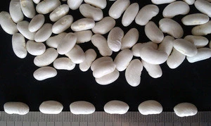 White baiyun beans/white kidney beans biggest size