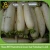 Import white radish from China