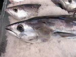 Wholesale frozen tilapia fingerlings fish price for seafood