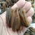 Import Wholesale Shellfish Dried Abalone from China