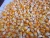 Import Yellow Corn For Animal Feed from India