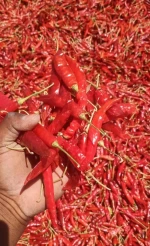 Red Chili Teja