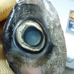 Tuna eyes