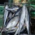 Import Ribbon Fish Balochistan Frozen Horse Mackerel, Salmon,Eel, Sea Bass Globefish & Tuna Fish from South Africa