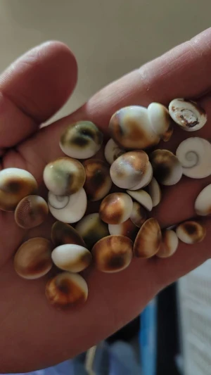 Cat eye shells / cowrie shells/ seashells operculum make  Arts Crafts & Sewing