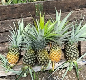 High Quality Indonesia Pineapple (Cayenne type)