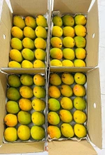 Fresh Mango