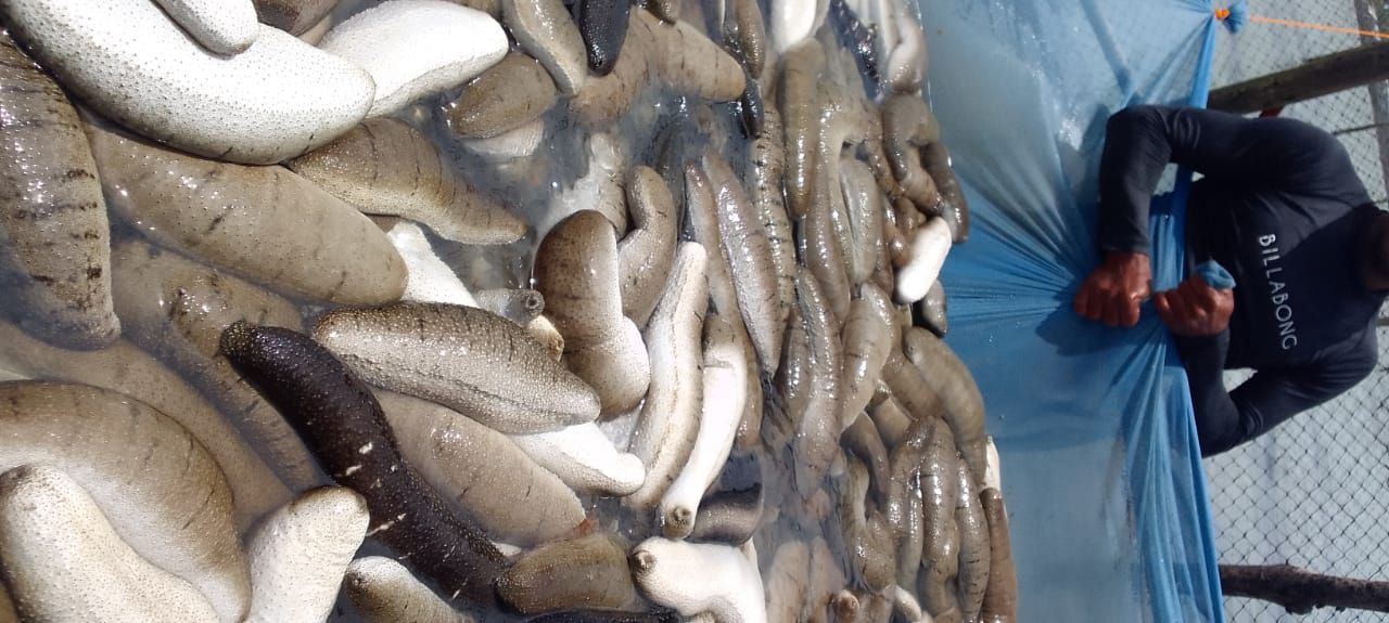 Buy Dried Sea Cucumber (sand Fish), Dried Seaweed Eucheuma Cottoni And ...