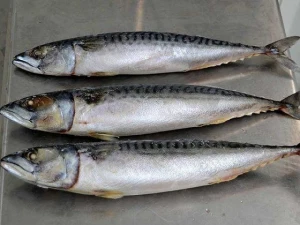 Sardine fish , Shrimps , Ribbon fish for export