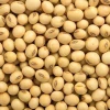 Soybean