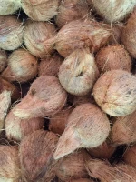 Semi Husked Coconuts