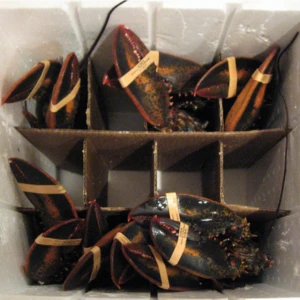Fresh Live Lobster / Wholesale Suppliers Online