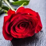Fresh Cut Flowers