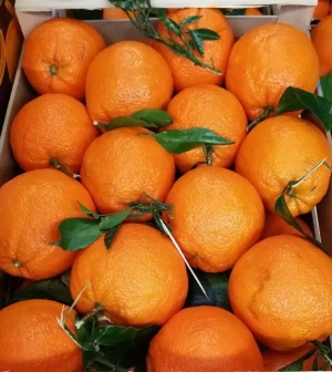 Fresh Oranges