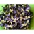 Import HIGH QUALITY BUTTERFLY PEA PETAL VDELTA from Vietnam