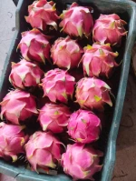 Dragon Fruit