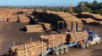 Timber Logs available in wholesale