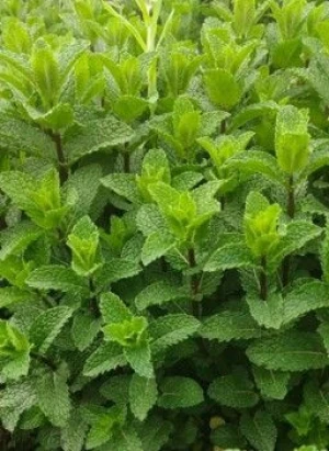 薄荷 | Mint (Bohe)