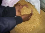 Gold Dust
