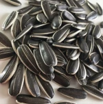 Cameroonian Origin Sunflower Seeds Bulk Supply Raw Sunflower Seeds Kernels for Sunflower Oil